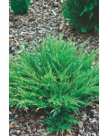 Можжевельник горизонтальный Андорра Компакт | Ялівець горизонтальний Андорра Компакт | Juniperus horizontalis Andorra Compact
